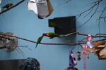 DSC_9083.JPG